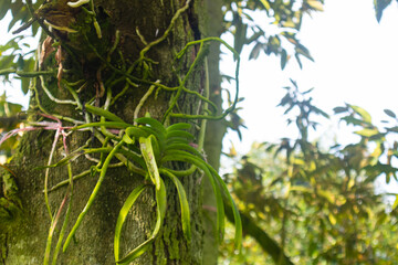 close up of green orchid on the tree