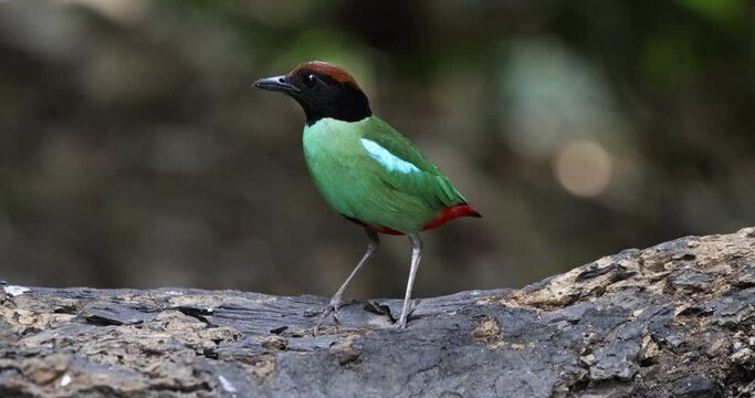 Hooded Pitta is standing on a log.