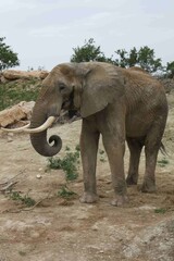 Eléphant