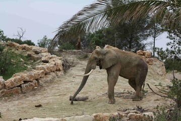 Eléphant