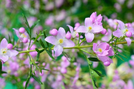 ボロニア・ピンナタ　Boronia pinnata