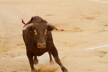 Toro de Lidia