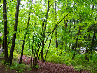 マイナスイオンを感じる空気がおいしいとされる森林　森の中の散歩道