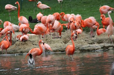 Flamant rose