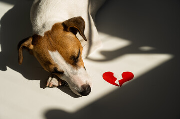 Jack Russell Terrier dog lies next to a broken heart. 