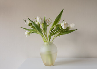 Close up of white doulbe tulips in glass vase on edge of table against beige wall