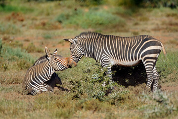Fototapeta na wymiar Cape mountain zebras (Equus zebra) in natural habitat, Mountain Zebra National Park, South Africa.