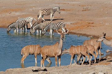 Obraz na płótnie Canvas Kudu antelopes and plains zebras at a waterhole, Etosha National Park, Namibia.