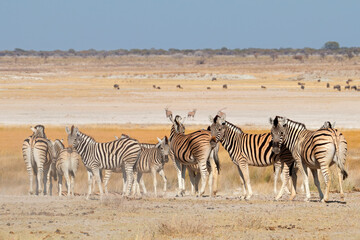 Naklejka na ściany i meble Plains zebras (Equus burchelli) in natural habitat, Etosha National Park, Namibia.