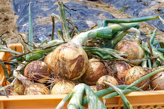 fresh onions in a plastic basket on the field