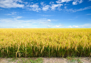 Paddy rice field before harvest with blue sky background. - Powered by Adobe