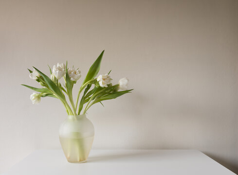 White doulbe tulips in glass vase on table against beige wall