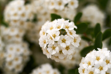 Close-up image of tiny white flowers of Alyssum maritimum, common name sweet alyssum