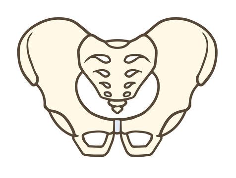 骨盤の前面、寛骨、仙骨、腸骨、恥骨、坐骨