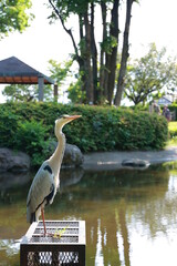 公園の池に佇むアオサギ