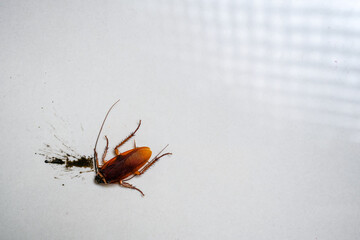 Dead cockroach on White tile.