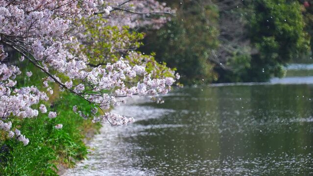 桜散る　亀鶴公園(香川県さぬき市)