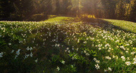 Daffodil flower in the evening sunlight