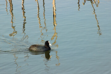 Black duck, Fulica atra, swimming on the lake on a sunny day.