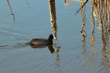 Black duck, Fulica atra, swimming on the lake on a sunny day.