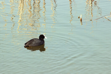 Black duck, Fulica atra, swimming on the lake on a sunny day.