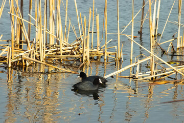 Black duck, Fulica atra, swimming on the lake on a sunny day.