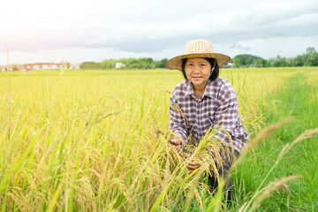 Naklejka na ściany i meble Portrait asian woman in checkered shirt and wear hat working in paddy, happy senior farmer is harvesting in rice field