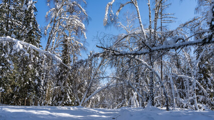 The path is trampled in the snowdrifts of the winter forest. Tree branches bent under the weight of layers of snow. Clear blue sky. Altai. 