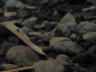 the rocks across the river, there are tree branches and dry tree leaves. Very suitable for activities related to nature
