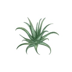 Illustration of aloe vera plant isolated on white background