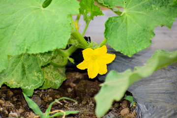 Cucumber plant with a flower close-up. Macro of young cucumbers Growing, flowering cucumber.