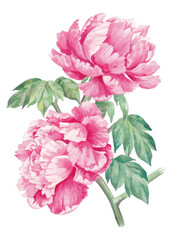 hand painted watercolor illustration of peony flowers, isolated on white background