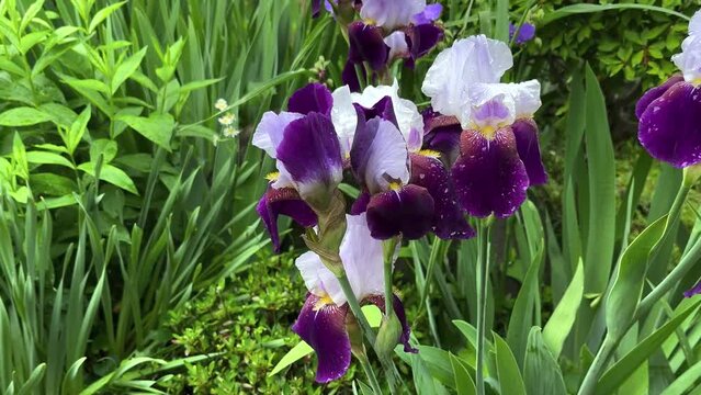 Iris germanica ドイツアヤメ アヤメ ジャーマンアイリス レインボーフラワー ヒゲアイリス ビアデッドアイリス