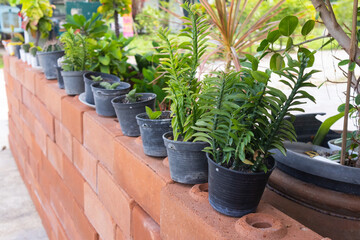 close up of decorrate plant pot at Thailand
