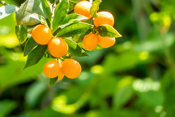 オレンジ色に輝く木の実