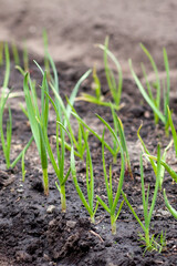 Close-up of the garlic plantationl. Selective focus