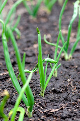 Young green onions in the garden