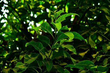 green leaves in the garden