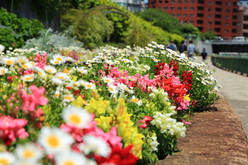 Fototapeta na wymiar 隅田川テラスに咲く色とりどりの花々