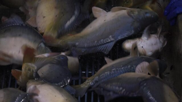 Karpfenernte, Abfischen