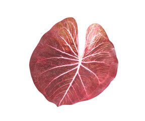 Caladium bicolor (araceae) foliage in heart shaped patterns isolated on white background , clipping path
