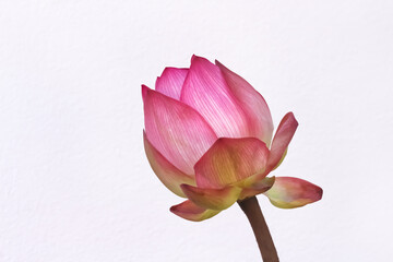 Pink lotus waterlily bud getting blooming ( Nelumbo nucifera , Sacred lotus) on white background , macro