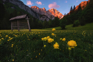Globeflower on an alpine meadow in the Alps