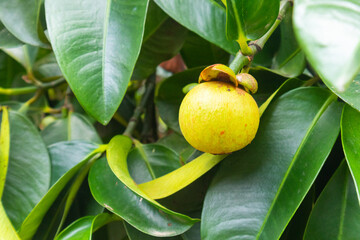 close up of hand holding mangosteen at Thailand