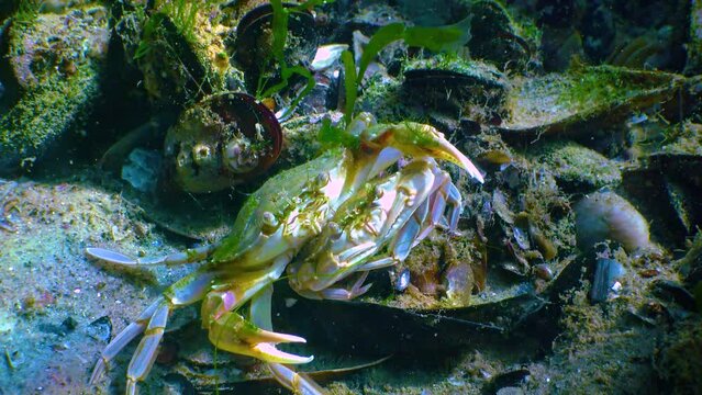 Male and female Swimming crab (Macropipus holsatus) before breeding, close-up. Black Sea. Ukraine