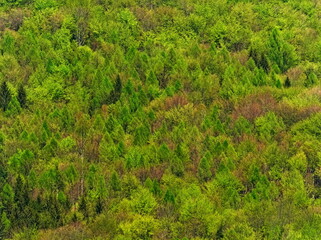 Mixed forest, forest seen from above, spring forest, autumn forest. Shot from above on the trees. Young coniferous and deciduous trees