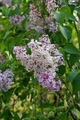 purple blooming varietal double lilac with green leaves in spring garden