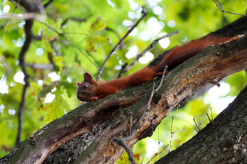 Fototapeta na wymiar Squirrel on a tree