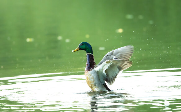 Ein Erpel Stockente beim Start des Abflugs in einem See