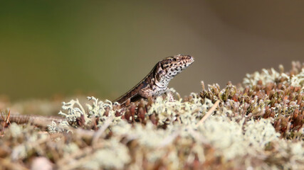 Common wall lizard